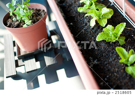 家庭菜園 2518605