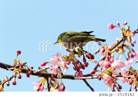 東御苑の咲き初めの河津桜とメジロ 東御苑の咲き初めの河津桜とメジロ 2519162