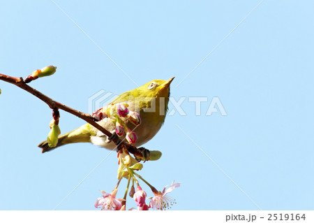 東御苑の咲き初めの河津桜とメジロ 東御苑の咲き初めの河津桜とメジロ 2519164