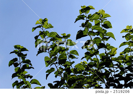 緑色の桑の葉 2519206
