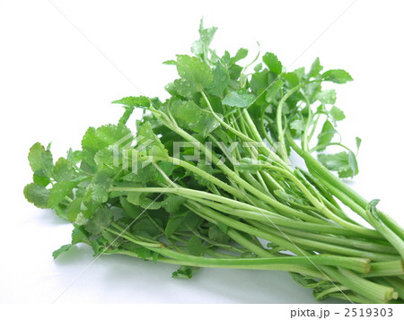 セリ セリ 2519303