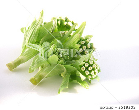 フキノトウ 2519305