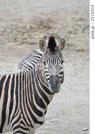 シマウマのポートレート 2519314