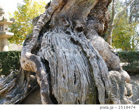楠木の根 楠木の根 2519474