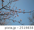 杏の花 2519838