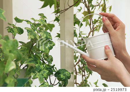 ガーデニング 観葉植物 水やりの写真素材