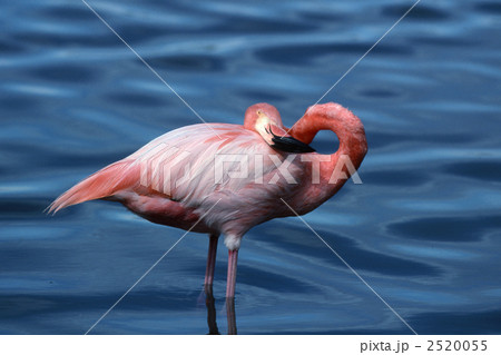フラミンゴ オオフラミンゴ 鳥の写真素材 フラミンゴ オオフラミンゴ 鳥の写真素材