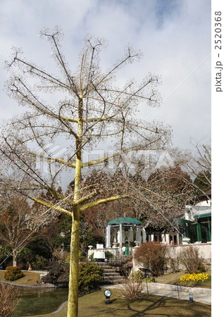 ガラスツリー ガラスツリー 2520368