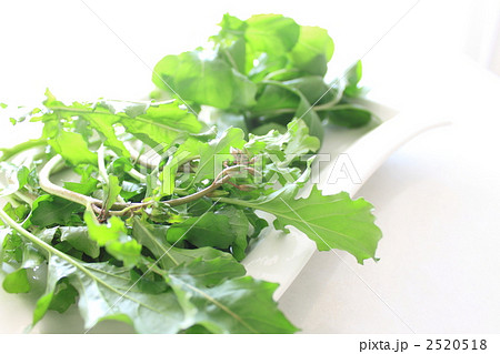 ルッコラとルッコラの花蕾 ルッコラとルッコラの花蕾 2520518