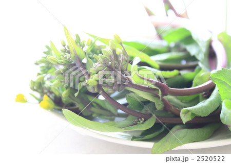 紅菜苔 紅菜苔 2520522