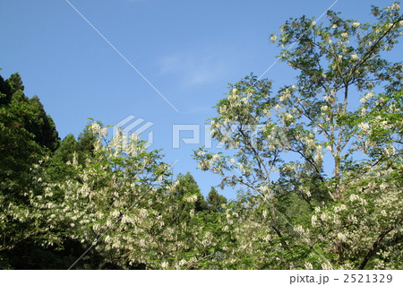 ハリエンジュ 2521329