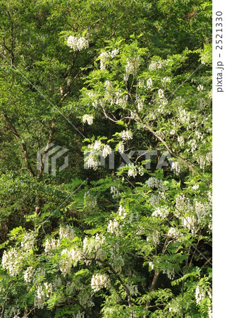 ハリエンジュの花 2521330