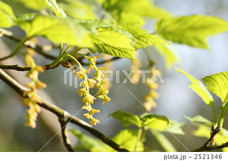 ウリハダカエデの花 ウリハダカエデの花 2521346