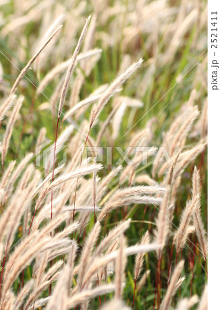 風にゆれるチガヤの群生 2521411