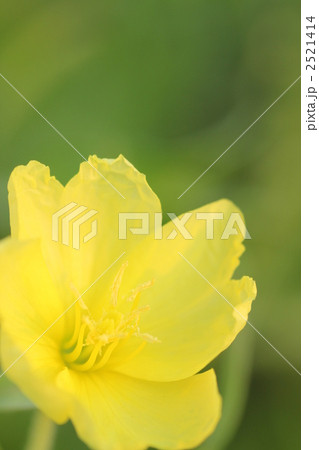 マツヨイグサ マツヨイグサ 2521414