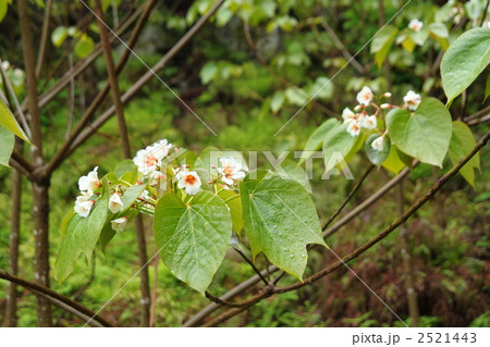 シナアブラギリ 2521443