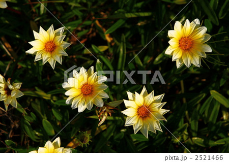 ガザニア 2521466