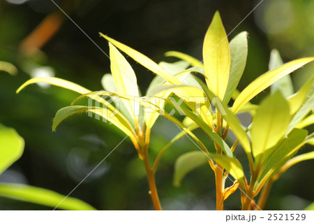 タブノキの若葉 タブノキの若葉 2521529