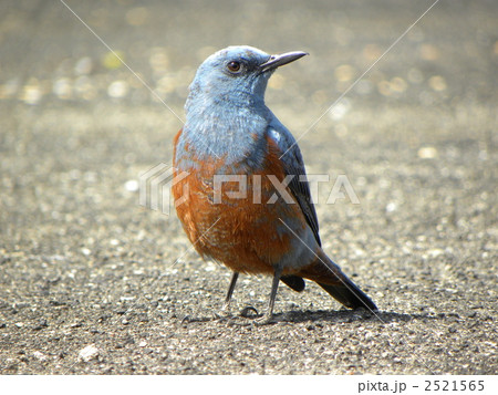 イソヒヨドリ 2521565