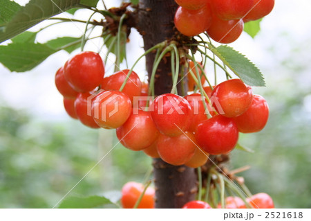 さくらんぼ 2521618