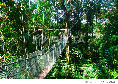 熱帯雨林のキャノピーウォーク グヌン ムル国立公園 東マレーシア ボルネオ島 の写真素材 252