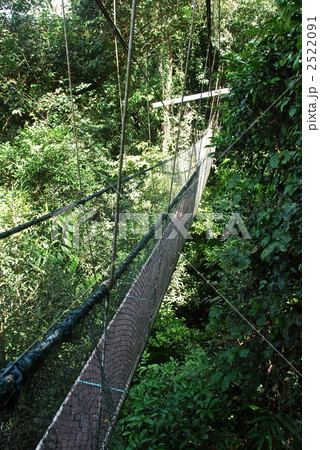 熱帯雨林のキャノピーウォーク（グヌン・ムル国立公園／東マレーシア･ボルネオ島） 2522091