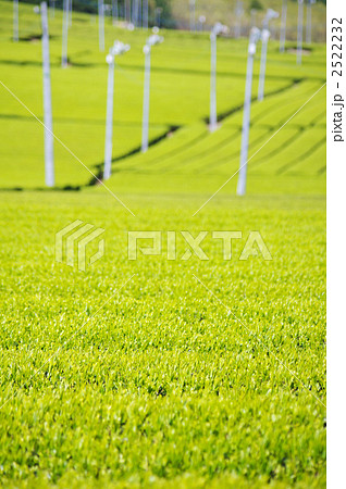防霜扇の立つ茶畑 防霜扇の立つ茶畑 2522232