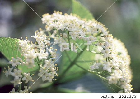 61051　ガマズミ 2522375