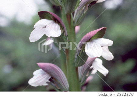 61052　アカンサス 2522376