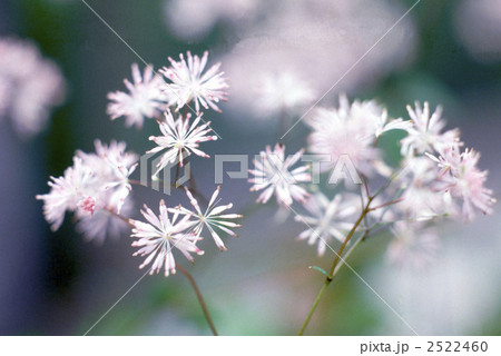 61141 カラマルソウ 61141 カラマルソウ 2522460