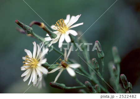 61158　アキノノゲシ 2522482