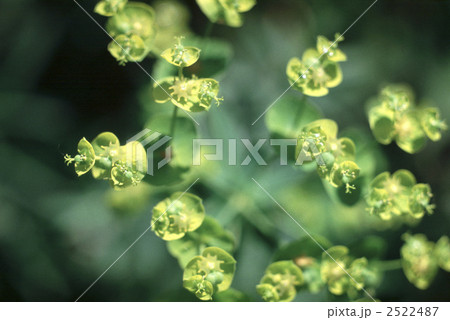 61164　ユーホルビア 2522487