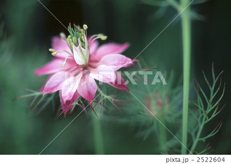 61227　ニゲラ 2522604