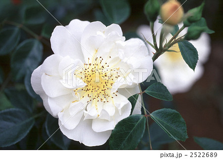 61308　バラ　オールドローズ 2522689