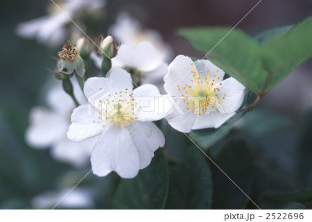 61309　バラ　オールドローズ 2522696