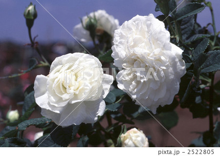 61464　バラ　オールドローズ　 2522805