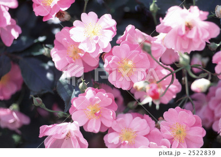 61561　バラ　オールドローズ 2522839