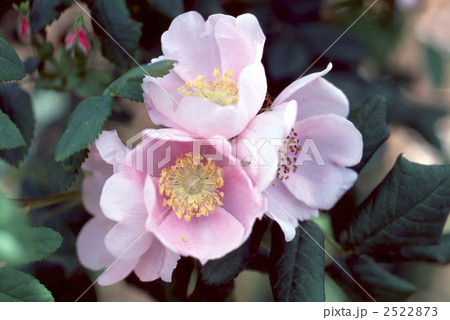 61616　バラ　オールドローズ 2522873