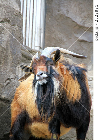 ヤギ 2522921