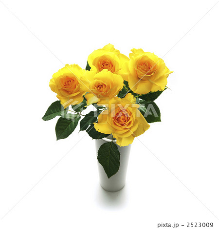 黄色い薔薇 2523009