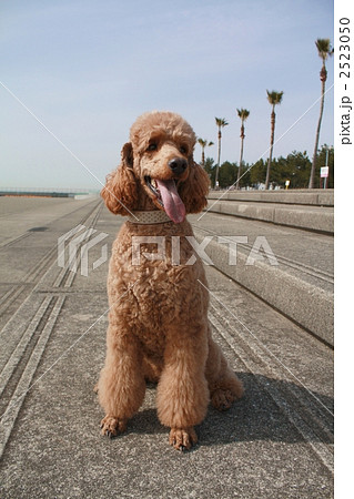 プードル 大型犬 スタンダードプードルの写真素材