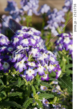 バーベナ 2523756