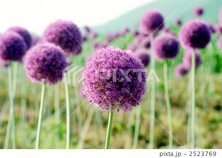 ギガンチウム 2523769