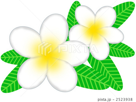 plumeria, bloom, blossom - Stock Illustration [2523938] - PIXTA