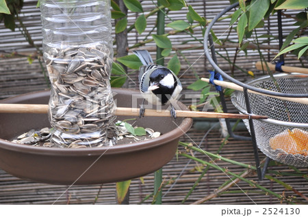 餌場の四十雀 2524130