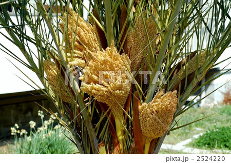 カナリーヤシ（雌花） 2524220