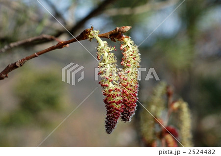 ヤマナラシ（雄花） 2524482