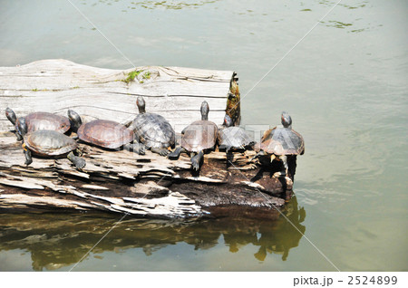 亀の甲羅干し 2524899