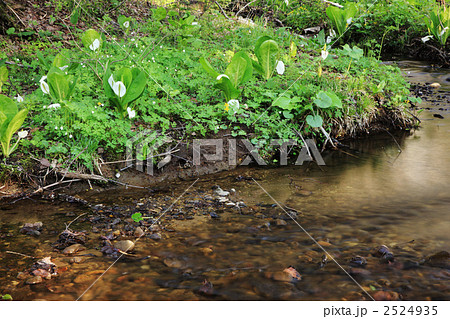 戸隠の水芭蕉 2524935
