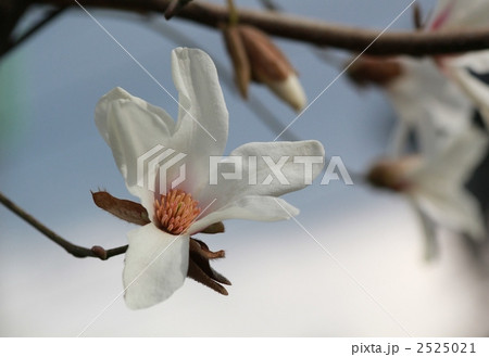 コブシの花 2525021